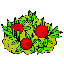 cranberries