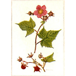 l29s11 – Ahtahkwá:ion kahi